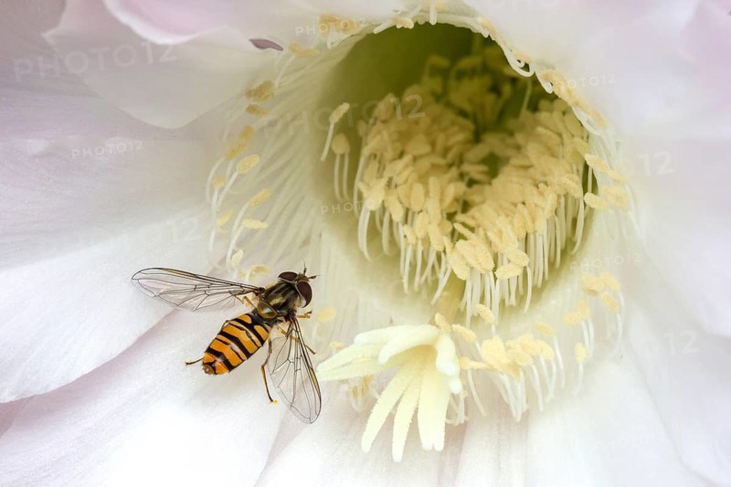 Hoverfly (Syrphidae) sitting on cactus flower (Echinopsis sp.)