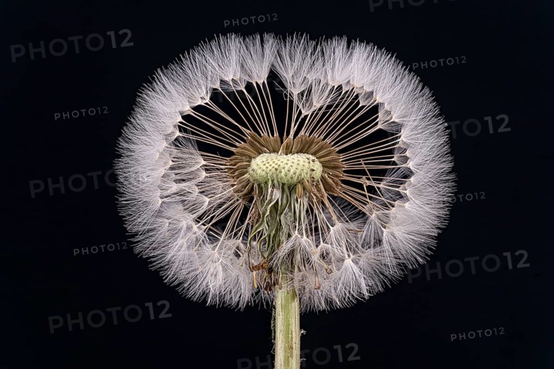 Dandelion (Taraxacum sect. Ruderalia )