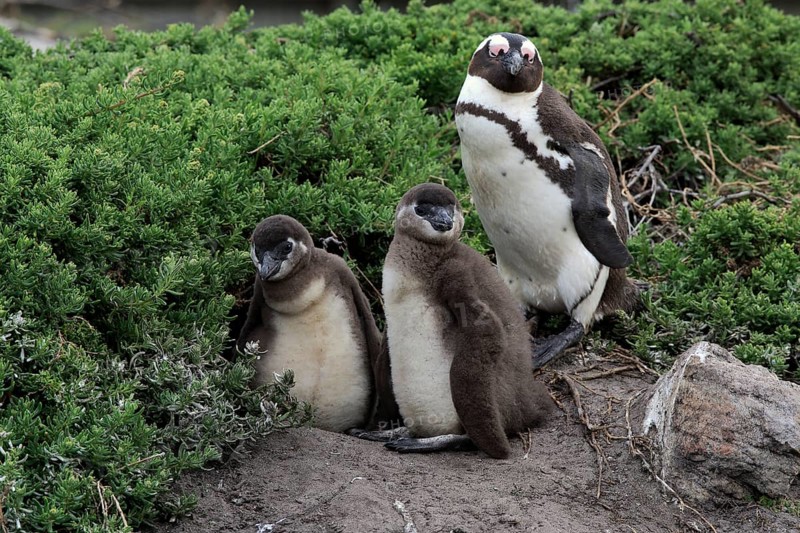 African penguin (Spheniscus demersus)