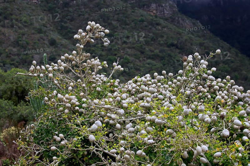 Gardenian Forest Gardenia