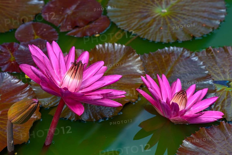 Water lily (Nymphaea sp.)