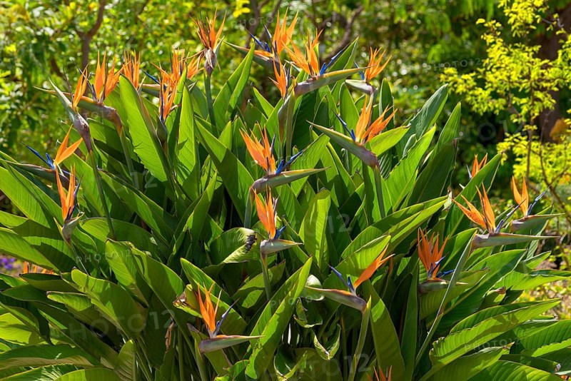 Flowering Strellids (Strelitzia reginae)
