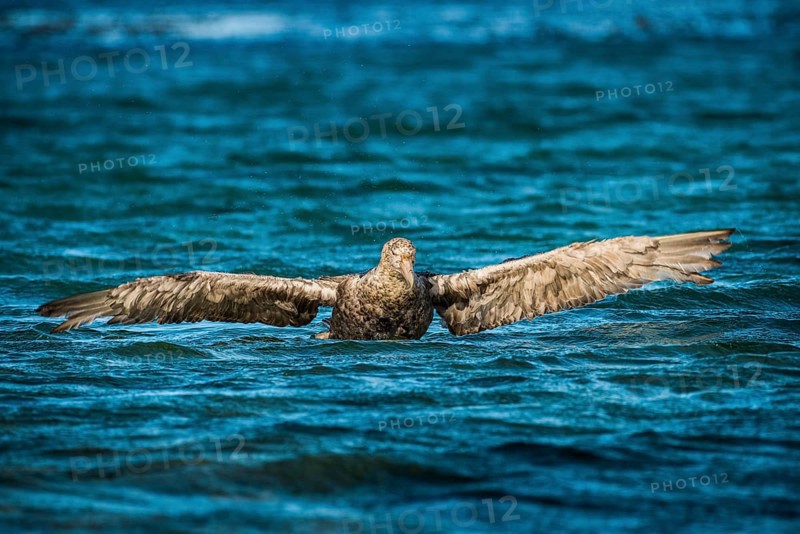 Southern giant petrel (Macronectes giganteus) stretches its wings