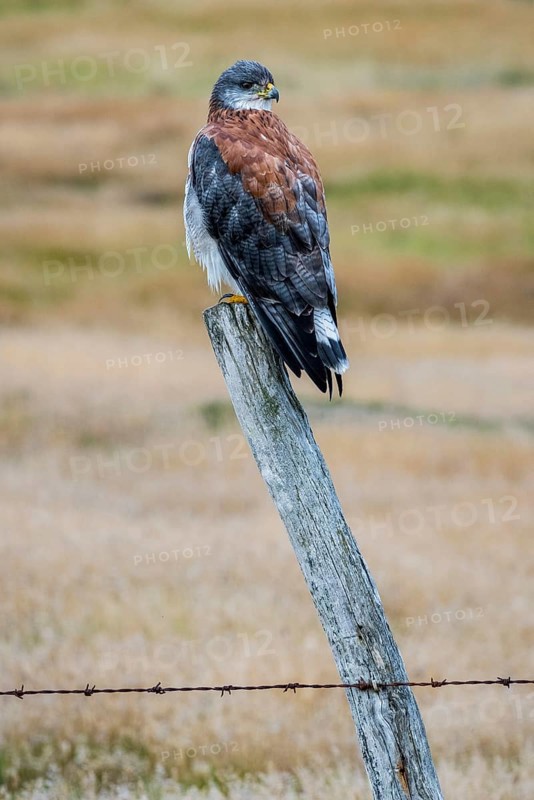 Variable hawk (Geranoaetus polyosoma ) sitting on a fence post