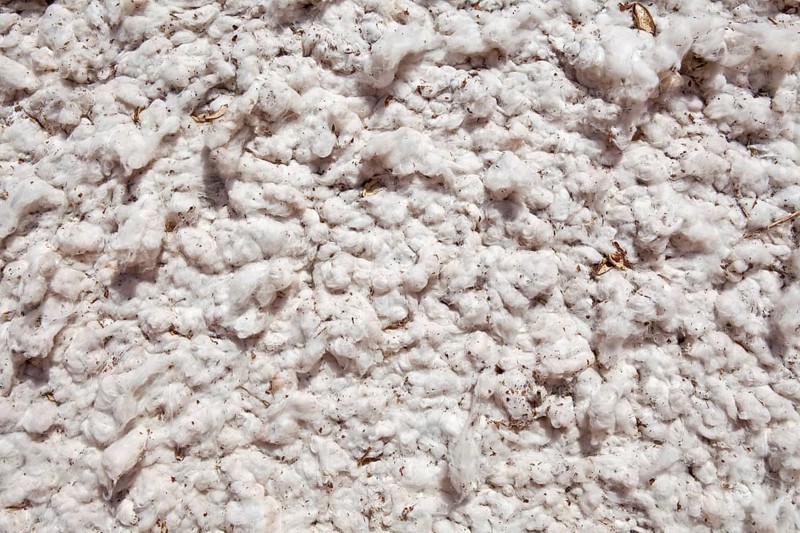 Detail of texture of cotton in Mato Grosso state
