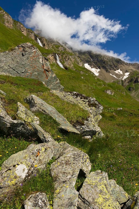 Mountain meadow