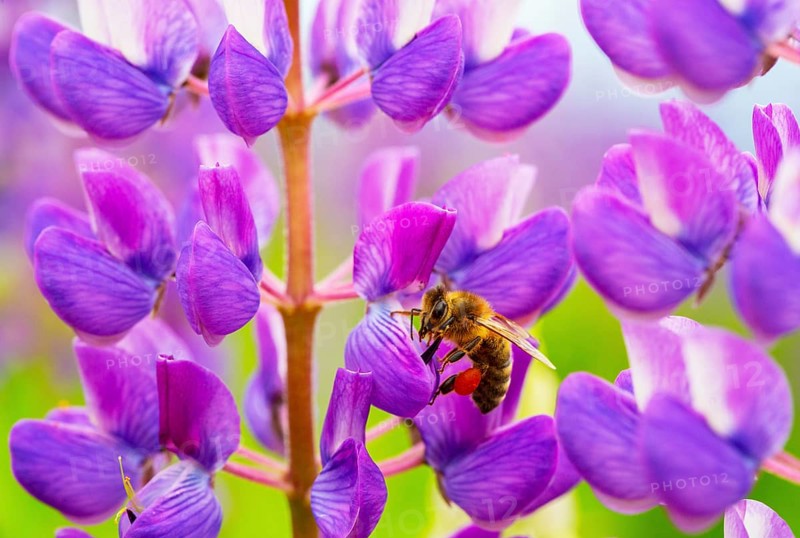 Bee at lupine flower