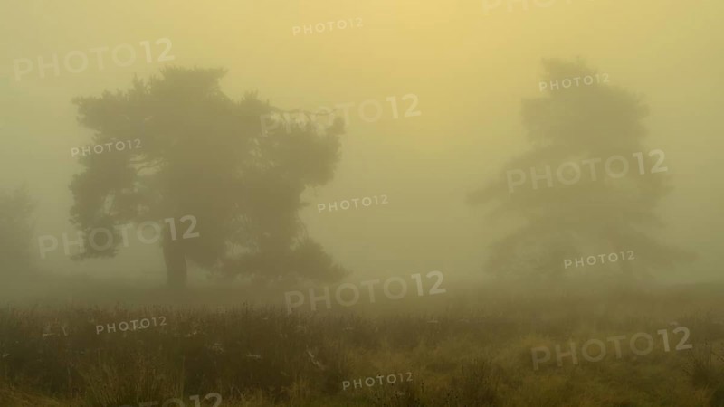 Pines at sunrise in the fog in the heath