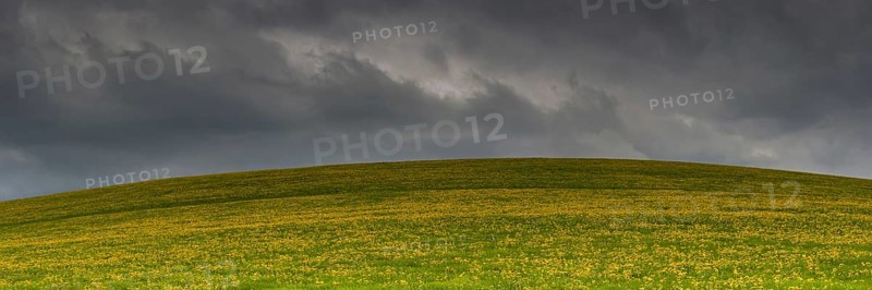 Flowering meadow (Taraxacum) with rain clouds