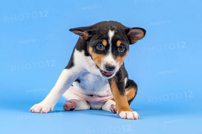 Basenji or Congo Terrier (Canis lupus familiaris)