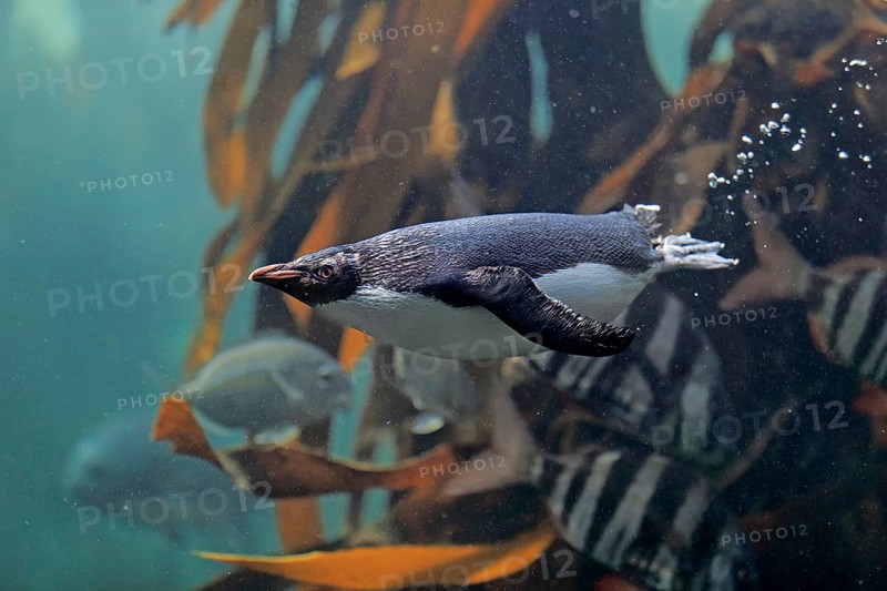 Northern Rockhopper Penguin (Eudyptes chrysocome)