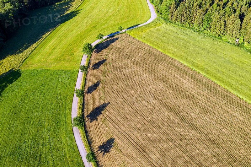Small road through meadow and field with trees and shadows