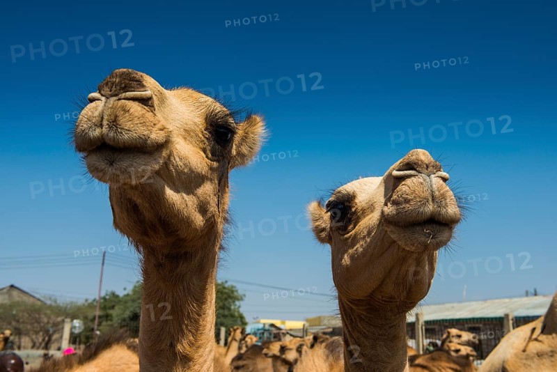 Camels on the Camel market