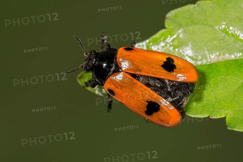 Willow Clytra (Clytra laeviuscula) in front of the departure from a leaf