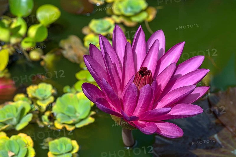 Water lily (Nymphaea sp.)
