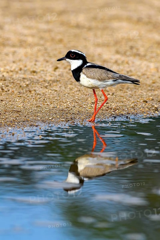 Cayenne plover (Vanellus cayanus)