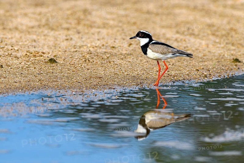 Cayenne plover (Vanellus cayanus)