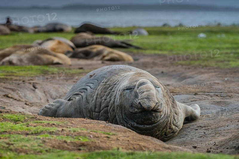 Southern elephant seal (Mirounga leonina)
