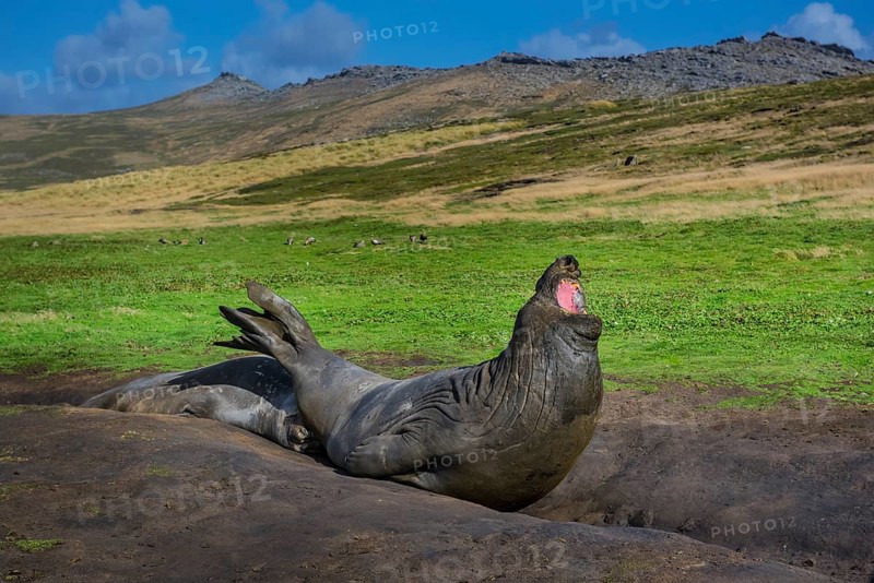 Southern elephant seal (Mirounga leonina)