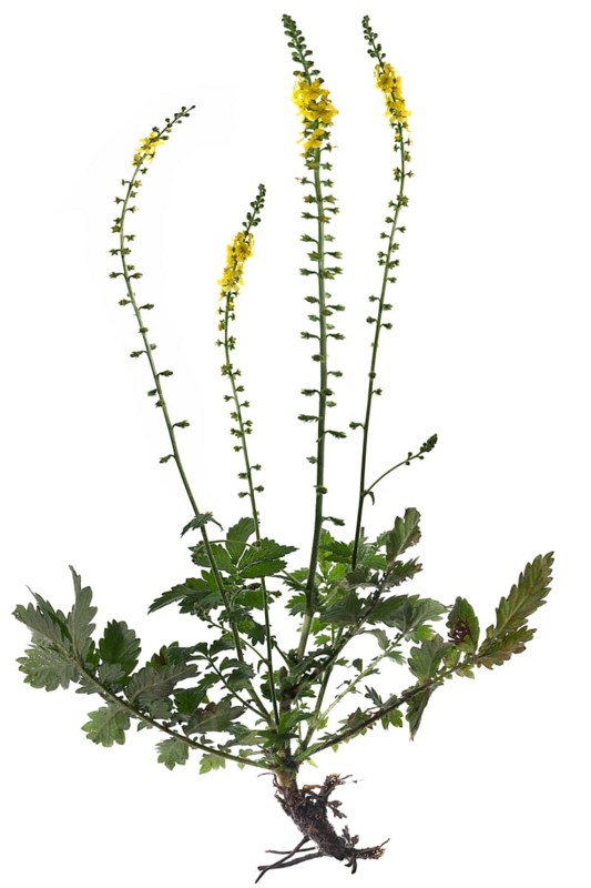Common agrimony (Agrimonia eupatoria) on white background