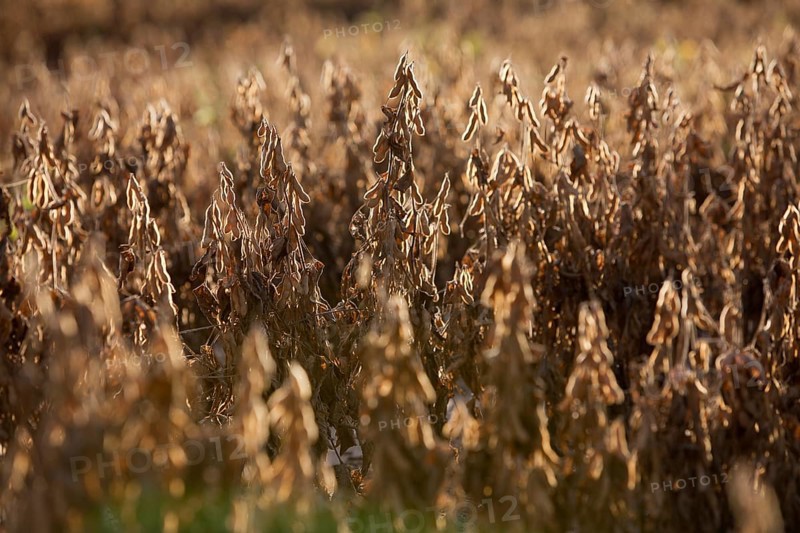 Mature Soybean ready to Harvest near Luis Eduardo Magalhaes