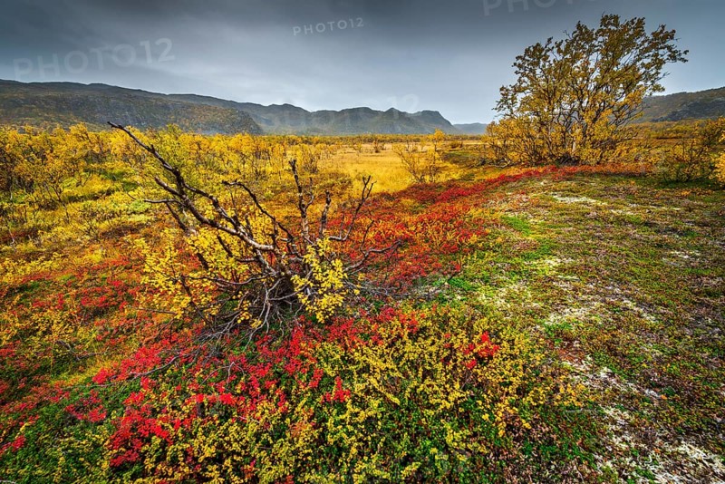 Autumnally discolored vegetation