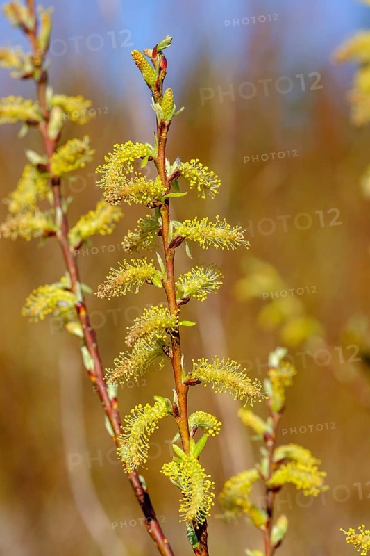 Willow catkin of the White willow (Salix alba)