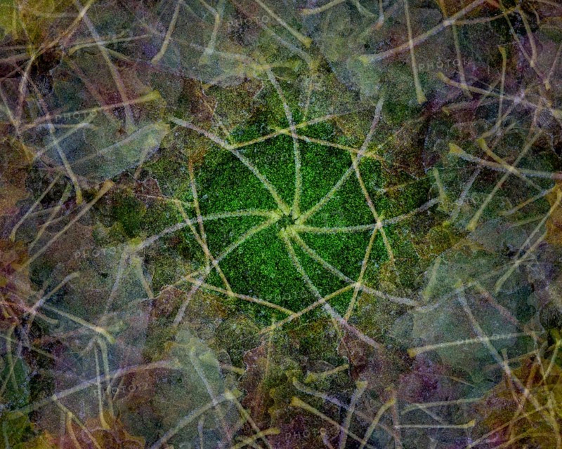 Autumn mosaic