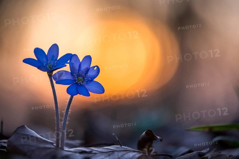 Two (Hepatica nobilis ) in front of sunset