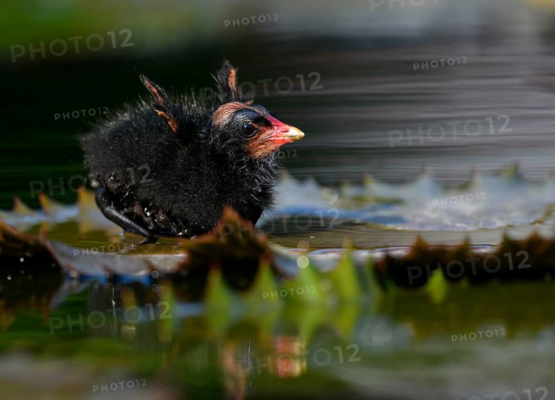 Common moorhen (Gallinula chloropus )
