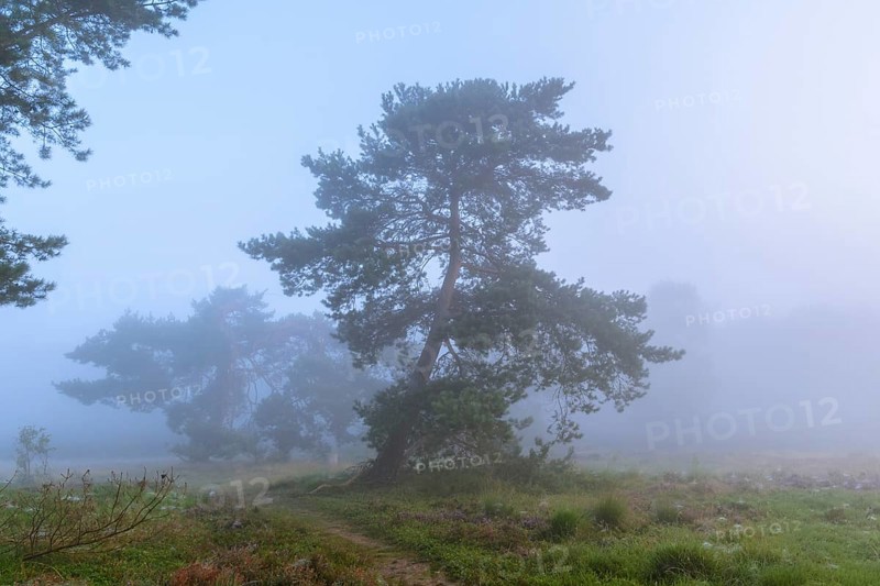 Pines (Pinaceae) in the blue hour in the fog in the heath