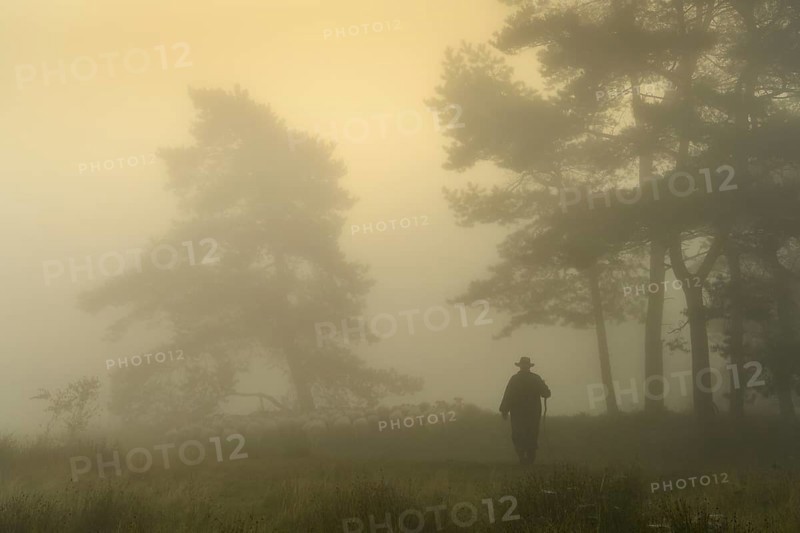 Shepherd with a flock of sheep in the heath at the Thuelsfeld dam at sunrise in the fog