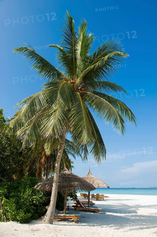 Beach dmit (Cocos nucifera)