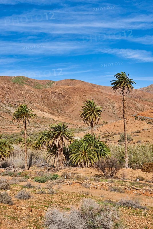 Canary date palm (Phoenix canariensis) in a barren mountain landscape