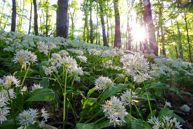 Bloomer (Allium ursinum)