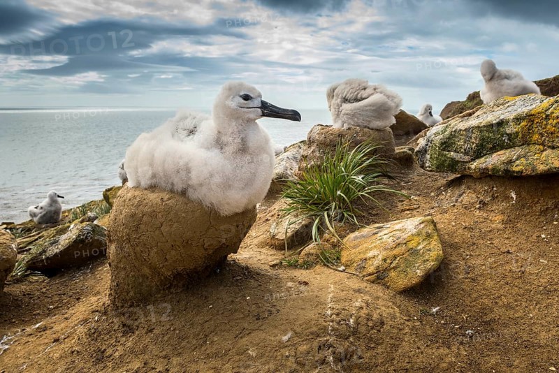 Black-browed Albatross (Thalassarche melanophris) chick on its nest