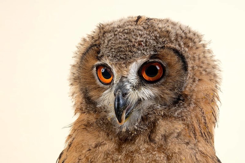 Bengal Eagle Owl
