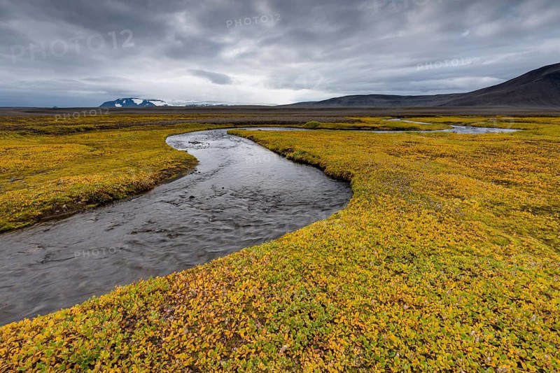 Autumnal colored or (Salix arctica) covers the banks of a stream