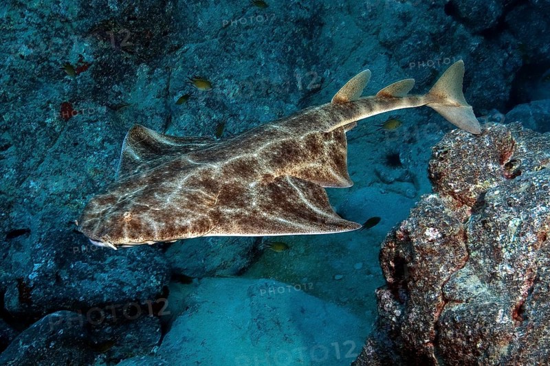Atlantic angelshark (Squatina squatina) swimming through the reef