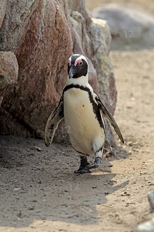 African penguin (Spheniscus demersus)