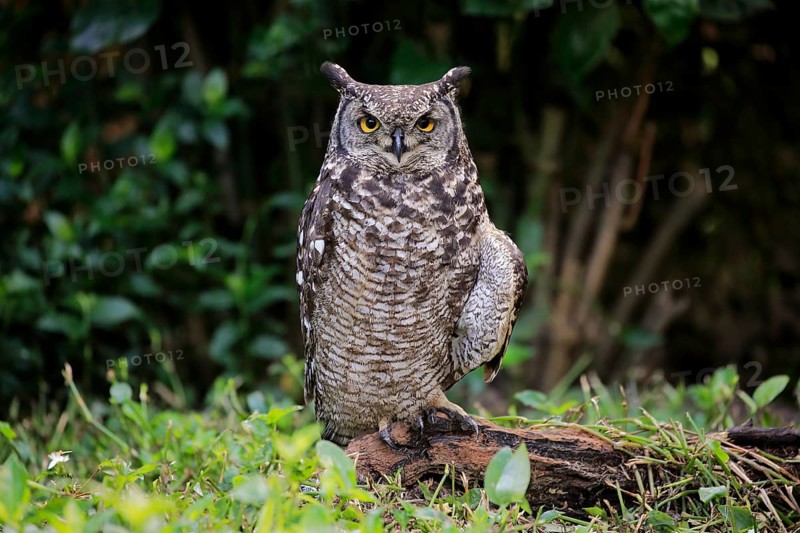 Spotted Eagle-Owl (Bubo africanus)
