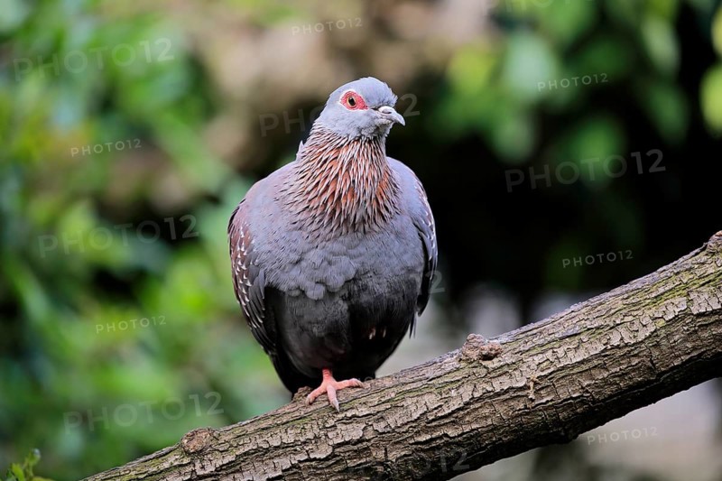 Speckled Pigeon (Columba guinea)