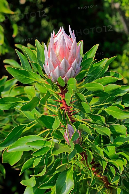 King Protea (Protea cynaroides)