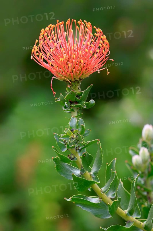Pincuspid Protea