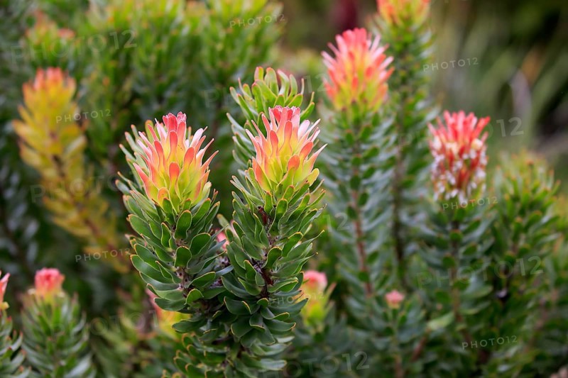 Protea