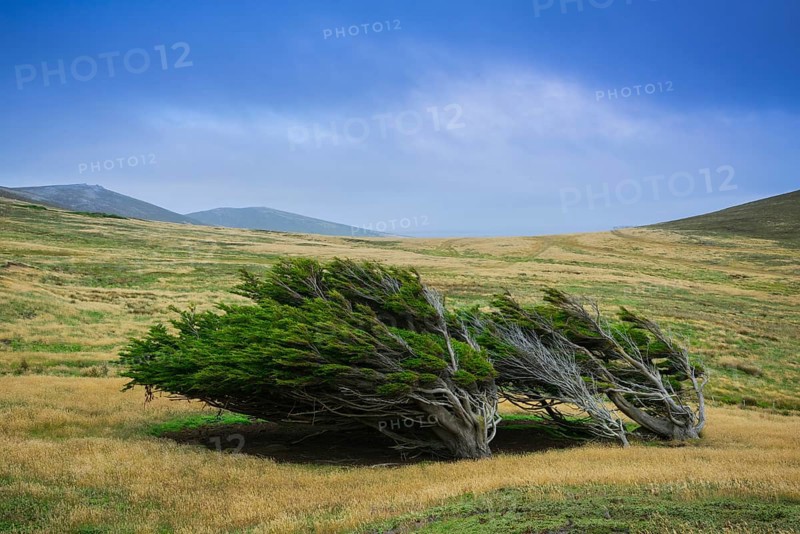 Landscape on Carcass Island