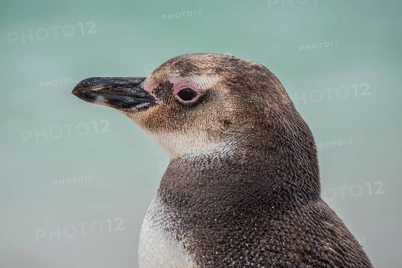 Magellanic penguin (Spheniscus magellanicus)