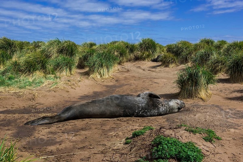 Southern elephant seal (Mirounga leonina)