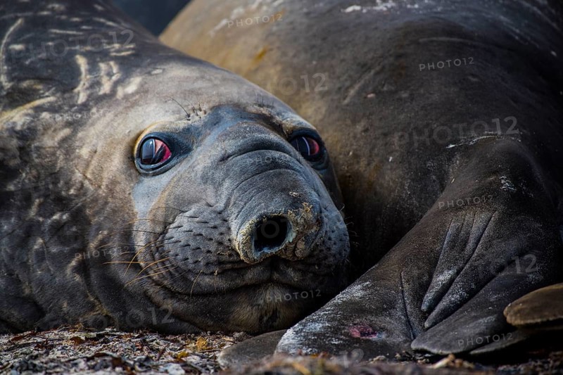 Southern elephant seal (Mirounga leonina)