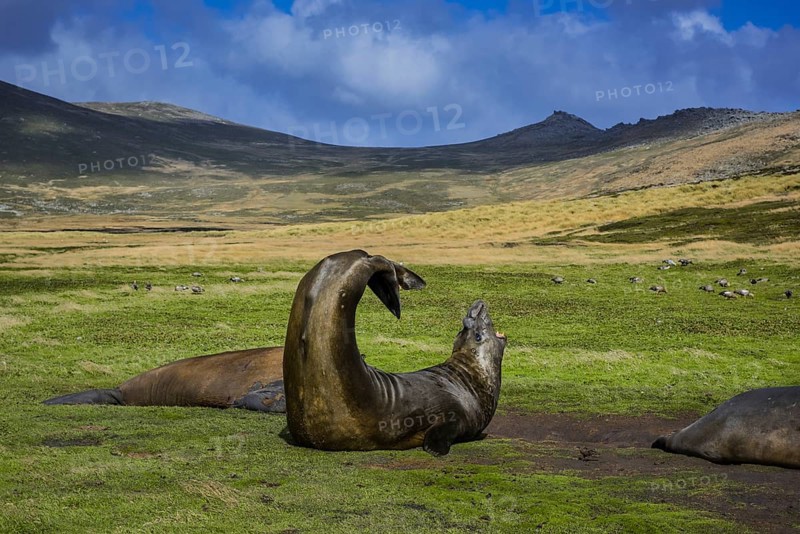 Southern elephant seal (Mirounga leonina)